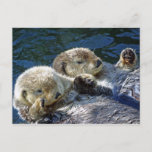 Sea-otters Postcard at Zazzle