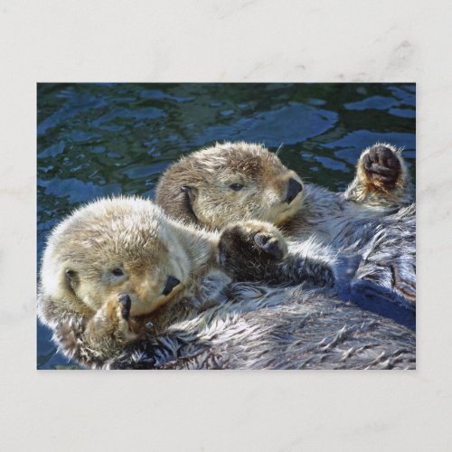Sea_otters Postcard