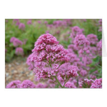 Sea Pink