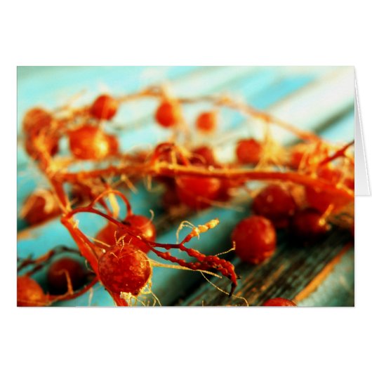 Sea plants (Front Horizontal)