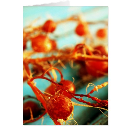 Sea plants cards (Front)
