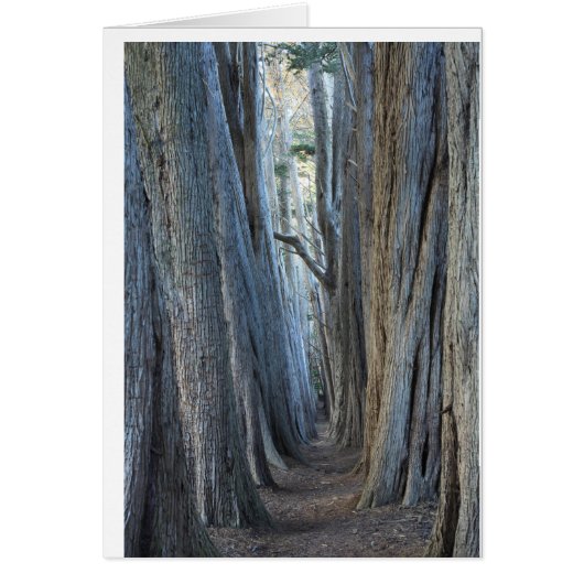 Sea Ranch, CA Cards (Front)