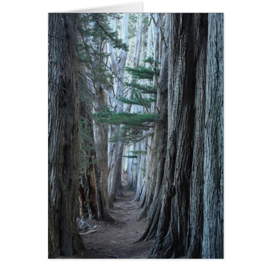 Sea Ranch Cards (Front)