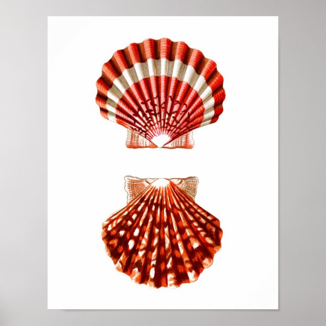 Sea Shell Art Print no.9 Beach Home Decor (Front)