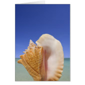 Sea Shell Close Up (Front)