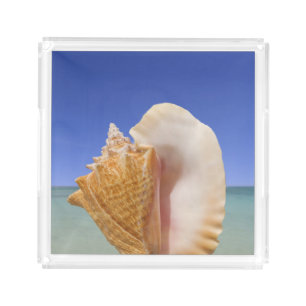Sea Shell Close Up Acrylic Tray