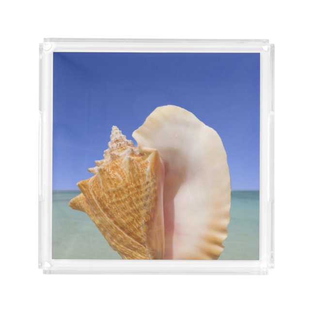 Sea Shell Close Up Acrylic Tray (Front)