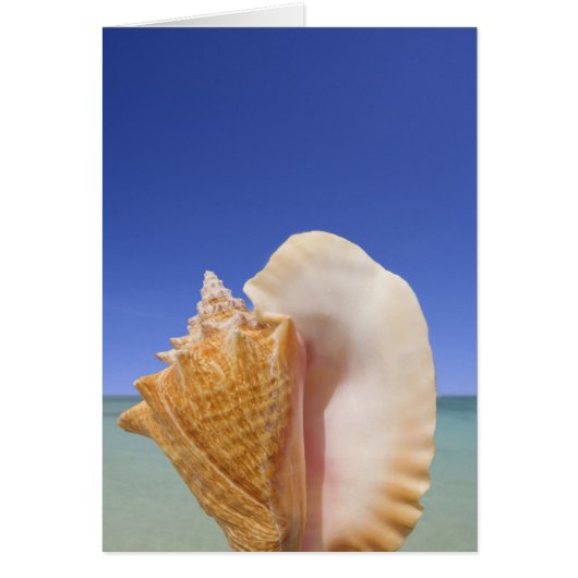 Sea Shell Close Up Cards (Front)