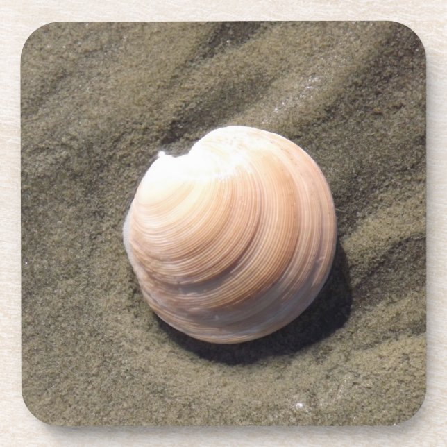 Sea Shell Drink Coaster (Front)