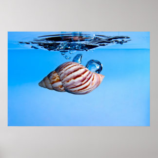 Sea Shell Drop into Water Poster