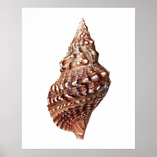 Sea Shell no. 1 Beach Decor Art Print (Front)