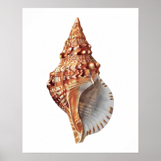 Sea Shell no. 3 Beach Decor Print. (Front)