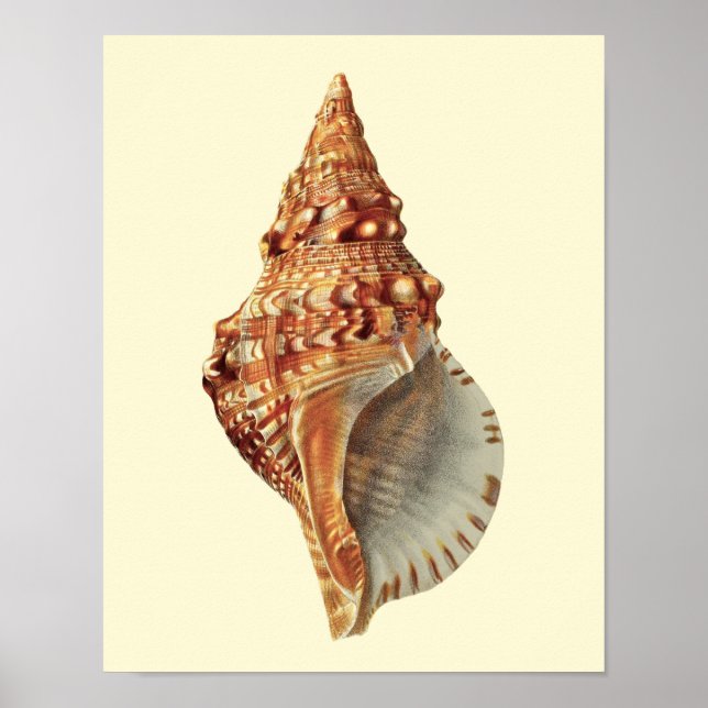 Sea Shell no. 3 Coastal Decor Wall Art (Front)