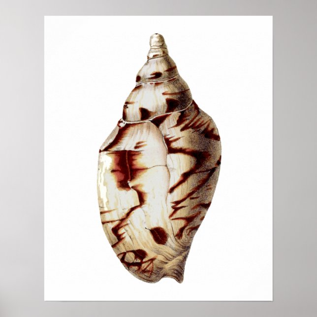 Sea Shell no. 4 Beach Decor Wall Art Print. (Front)