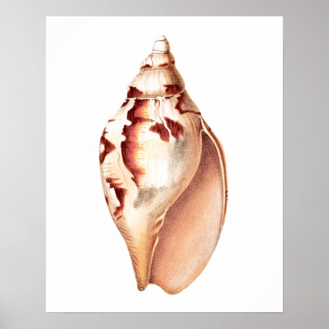 Sea Shell no. 6 Beach Decor Art Print. (Front)