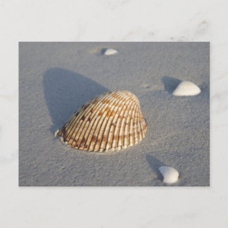 Sea Shell Postcard