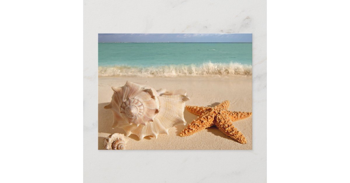 Shell Postcard Sea Shell Postcard | Zazzle