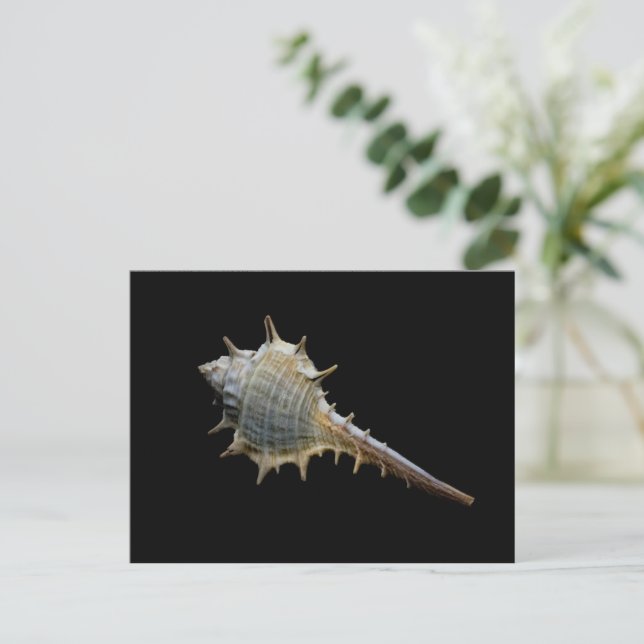 Sea Shell Postcard – Photography by Freyja (Standing Front)