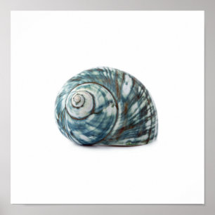 Sea Shell Poster