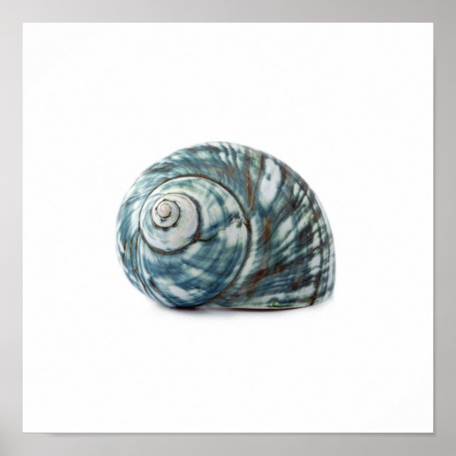 Sea Shell Poster (Front)