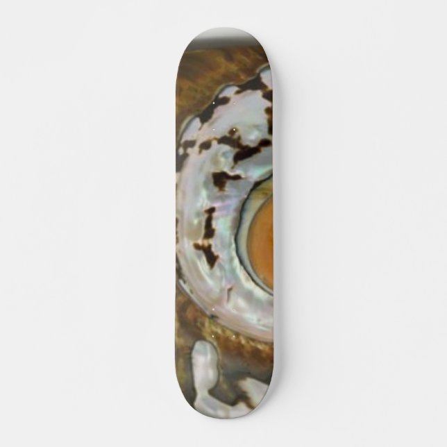 Sea Shell Skateboard Deck (Front)