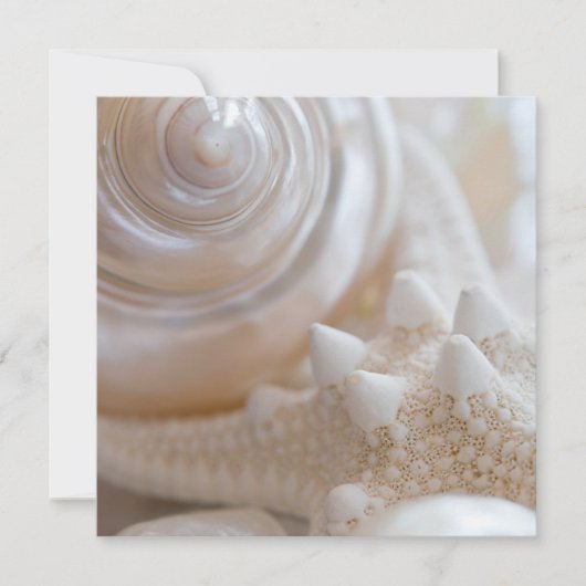 Sea Shell & Starfish Background - Beach Shells (Front)
