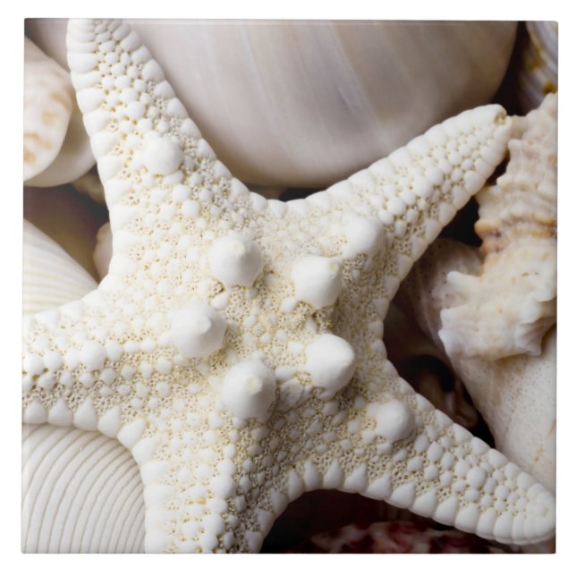 Sea Shell Starfish Background - Beach Shells Ceramic Tile (Front)