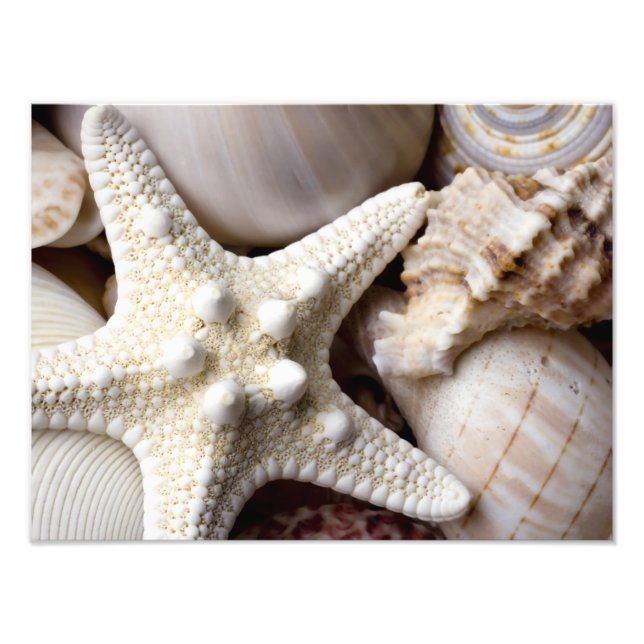 Sea Shell Starfish Background - Beach Shells Photo Print (Front)
