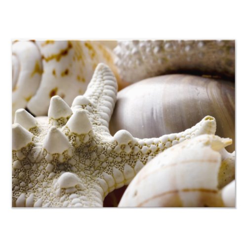 Sea Shell Starfish Background _ Beach Shells Photo Print