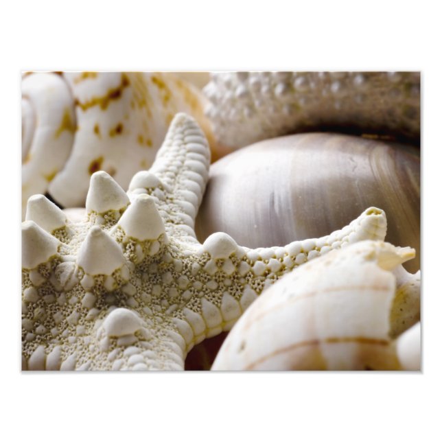 Sea Shell Starfish Background - Beach Shells Photo Print (Front)
