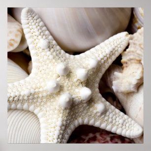 Sea Shell Starfish Background - Beach Shells Poster