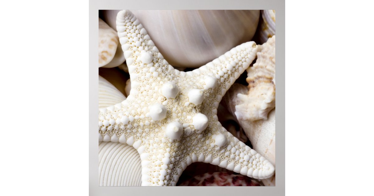 Sea Shell Starfish Background - Beach Shells Poster | Zazzle