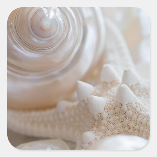 Sea Shell & Starfish Background - Beach Shells Square Sticker (Front)