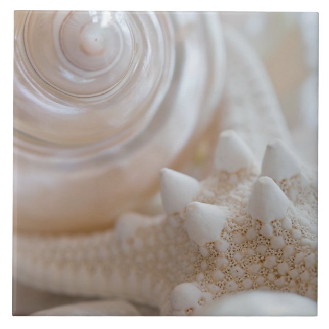 Sea Shell & Starfish Background - Beach Shells Tile (Front)