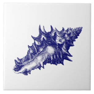Sea shell Vasum Ceramicum Blue & White Ceramic Tile