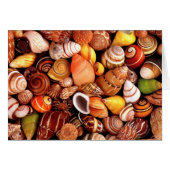 Sea Shells (Front Horizontal)