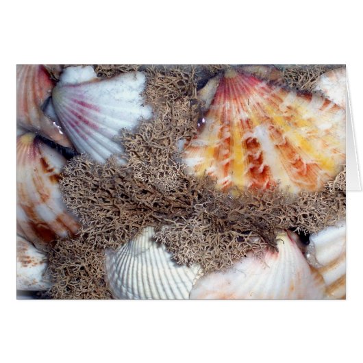 Sea Shells 3 Cards (Front Horizontal)