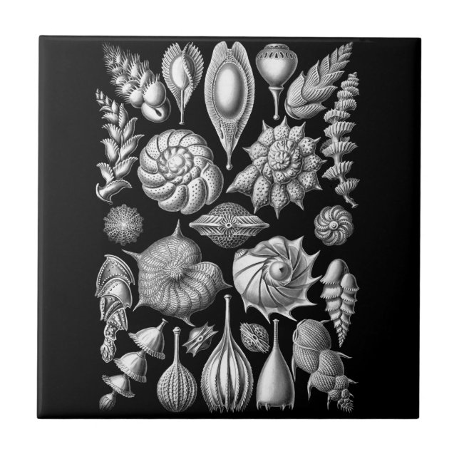 Sea Shells and Fossils in Black and White 1 Tile (Front)