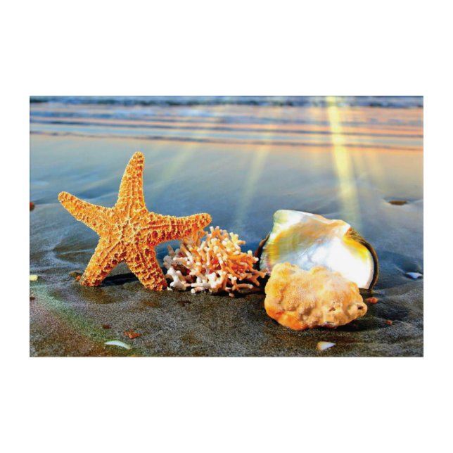 Sea shells and starfish on beach acrylic print (Front)