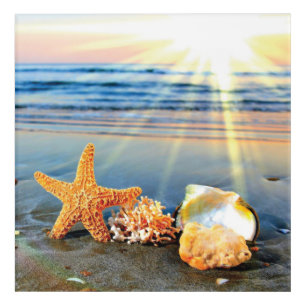 Sea shells and starfish on beach acrylic print