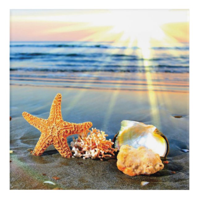 Sea shells and starfish on beach acrylic print (Front)