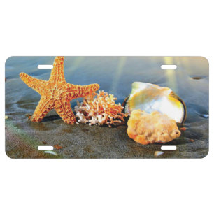 Sea shells and starfish on beach license plate