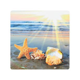 Sea shells and starfish on beach metal print