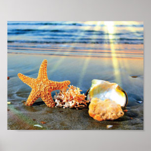Sea shells and starfish on beach poster