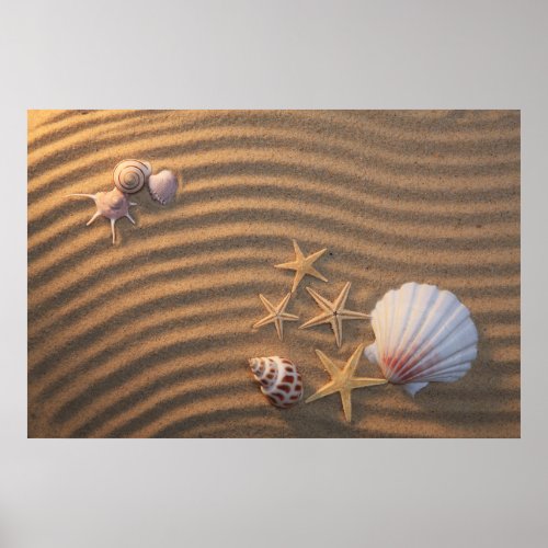 Sea Shells And Starfish Poster