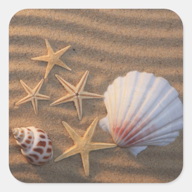 Sea Shells And Starfish Square Sticker (Front)