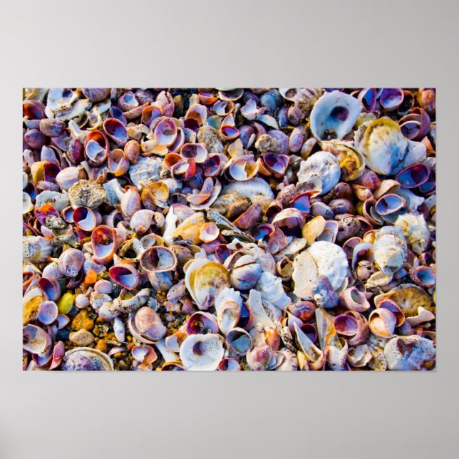 Sea Shells By The Sea Shore Poster (Front)
