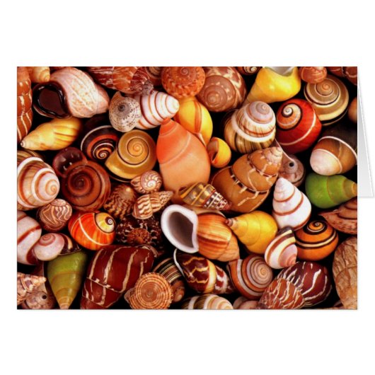 Sea Shells Cards (Front Horizontal)