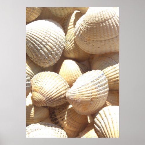 Sea Shells Collection Photography Poster