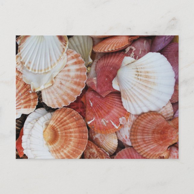 Sea Shells Colorful Shell Postcard (Front)